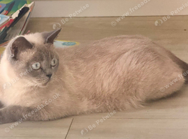 Lilac seal point bsh x tuxedo male