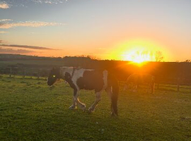 6year old gelding