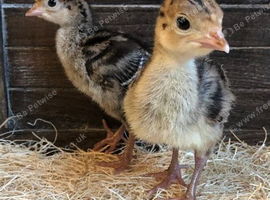 *PRE ORDER* American Bronze turkey poults!
