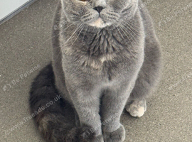 1Beautiful Young BSH female cat