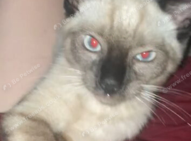 Male kitten
