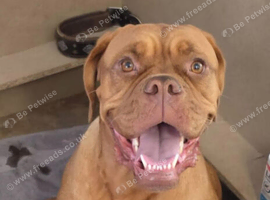 PRICE REDUCED &ndash; LAST 2 FEMALES &ndash; READY NOW!