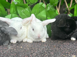 Mini Plush Lops