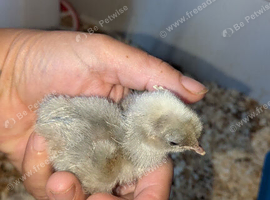 Chicks day old
