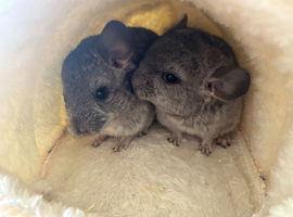 Two baby chinchillas