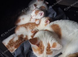 Gorgeous little kittens