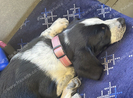 Beautiful female puppy for sale