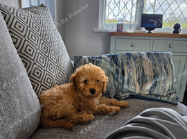 Loving Cockapoo ready to go to a loving home