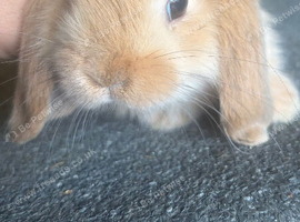 Mini lop doe ( girl )