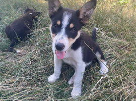 2 beautiful boy pups from our farm
