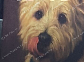 Westie wanted