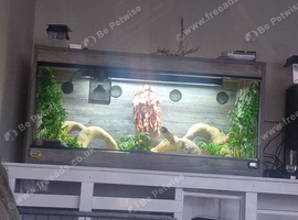 4x2x2 reptile enclosure