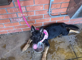 German shepherd puppy