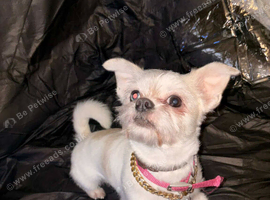 stunning merle shih tzu up for stud