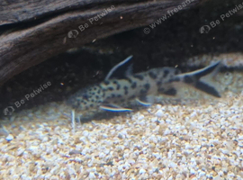 Synodontis petricola