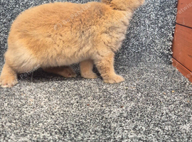 Mini Rex