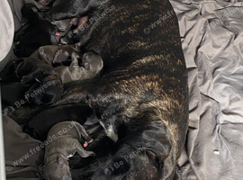 Puppies for sale