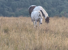 16hh irish sports horse