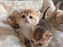 Loving Homes Wanted for Four Golden British Shorthair Kittens
