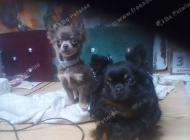 Female Chihuahua