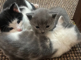 Beautiful Domestic Shorthair kittens- vet-checked