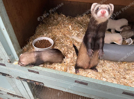 Polecat jill