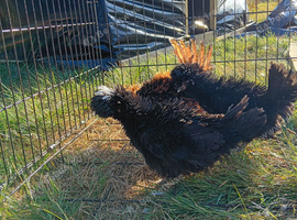Polish frizzle bantams X3