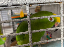 Blue fronted Amazon talking parrot