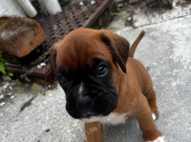 Champion breed boxer puppies