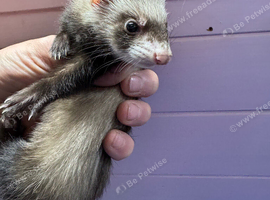2 x small Jill&rsquo;s  both RESERVED