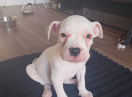 American bulldog Cross staffy