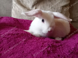 8wk old baby mini lops