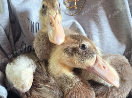 x3 fawn & white indian runner ducklings
