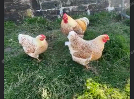 Buff laced Wyandotte Bantams