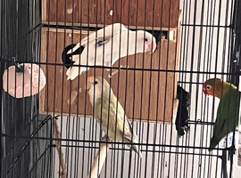 Love birds with free cage