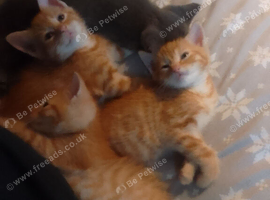 2 ginger males. 9 week old kittens