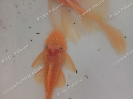 Breeding Bristlenose Trio & Pair and Fish Tanks etc.