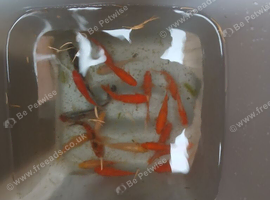 Goldfish