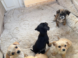 7 cavalier King Charles puppy&rsquo;s
