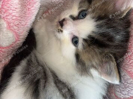 7 month old tabby/white female kitten