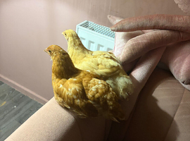 2 chicken free