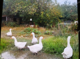 4 male 1 female geese for sale
