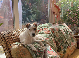 Parsons Jackrussell Lola