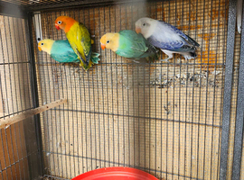 Turquoise opaline lovebirds for sale