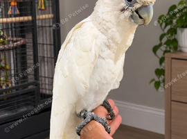 Handreared Ducorps baby