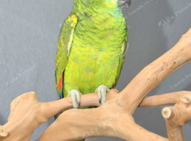 Baby Blue fronted Amazon talking parrots available ,23