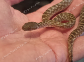 Cb2026 Magagascan cat eyed snakes