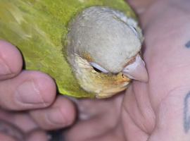 Baby Conures&rsquo;s for sale