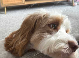 Proven 18 Month old Cockapoo For Stud
