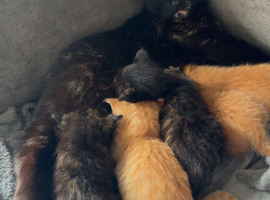 3 gorgeous kittens